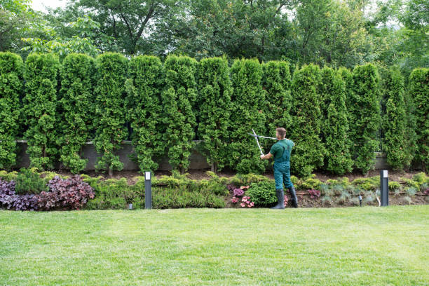 Best Tree Trimming Near Me  in Edmond, OK